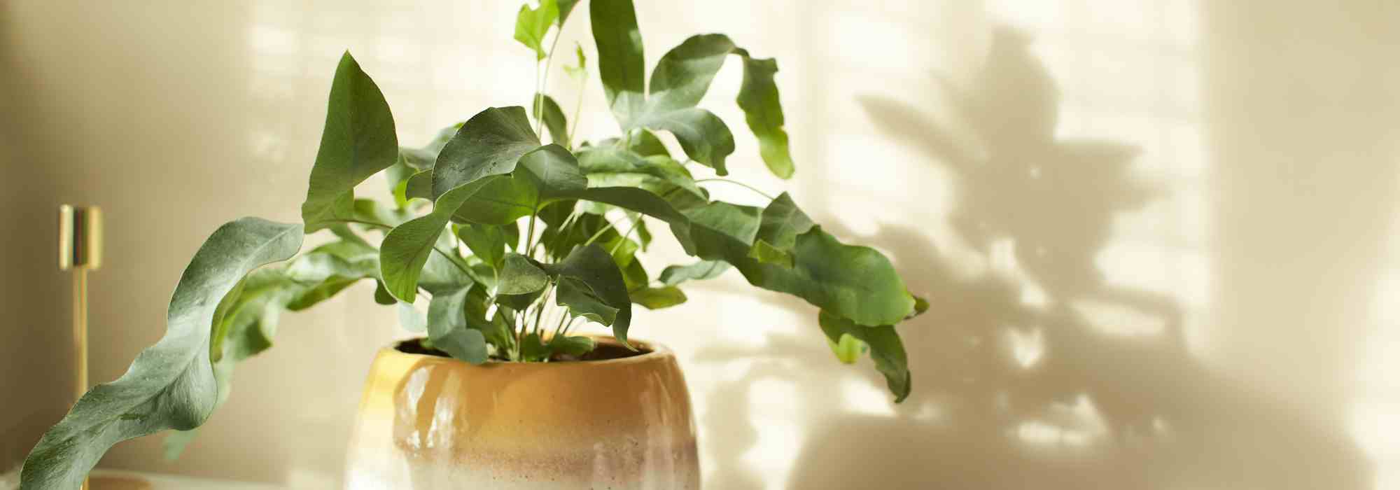 Las enfermedades y parásitos del Phlebodium