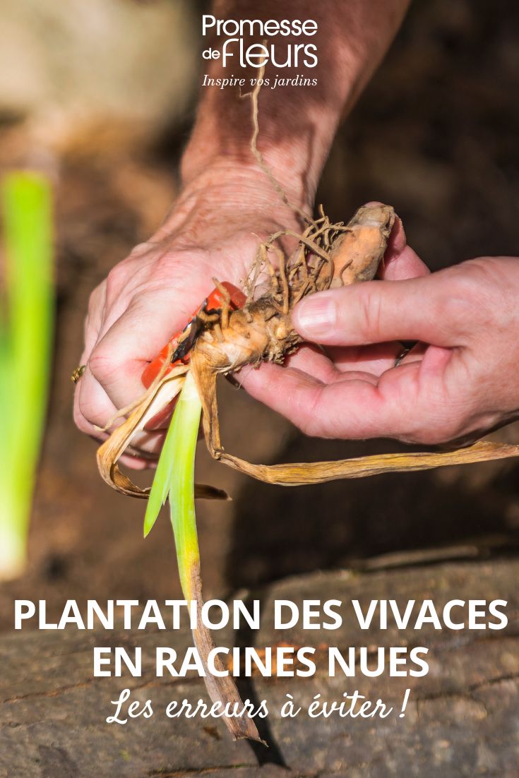 preparación de raíces de viváceas