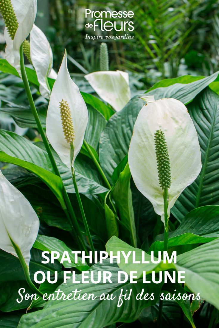 Cuidar el espatifilo