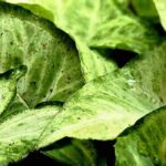 Las enfermedades y plagas del Syngonium