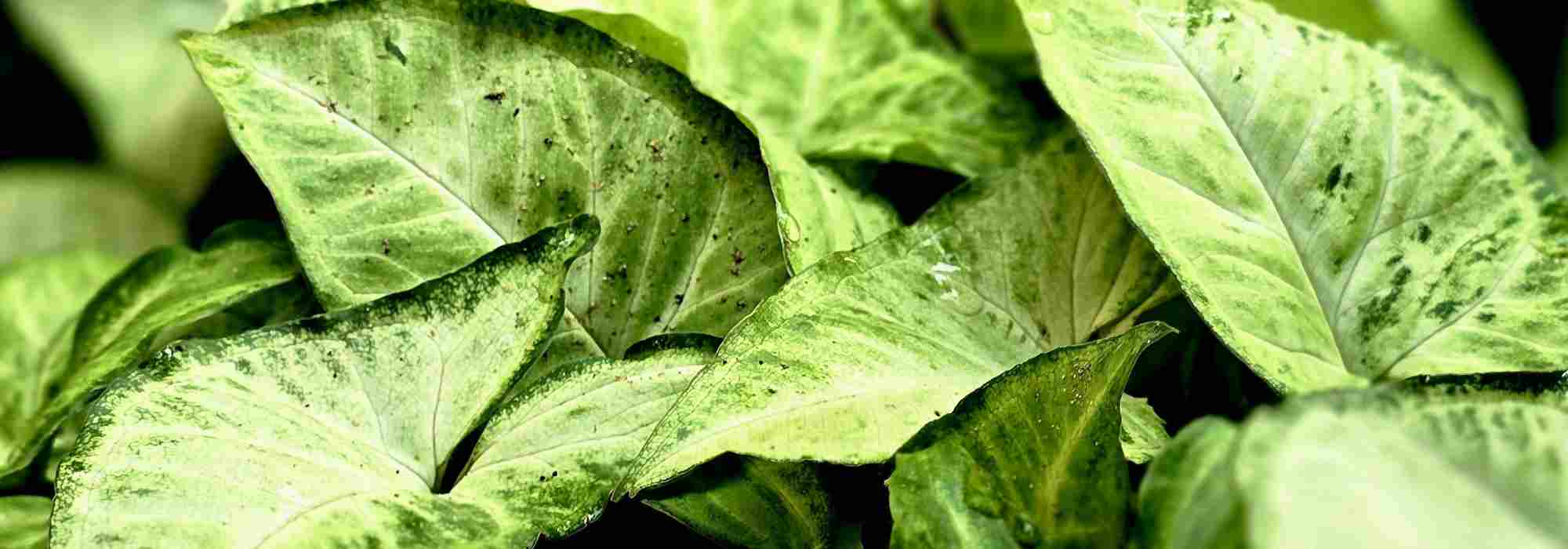 Las enfermedades y plagas del Syngonium