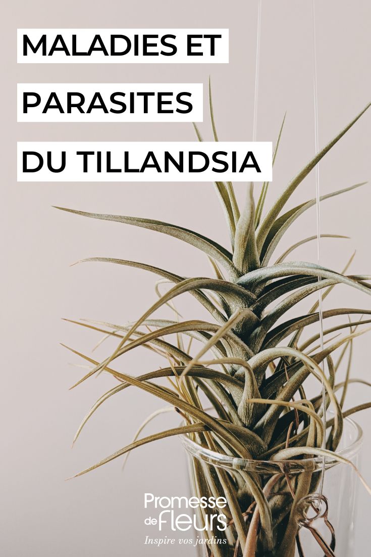 Cuidar una TILLANDSIA