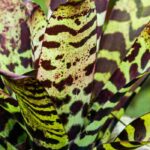 Vriesea: el cuidado a lo largo de las estaciones