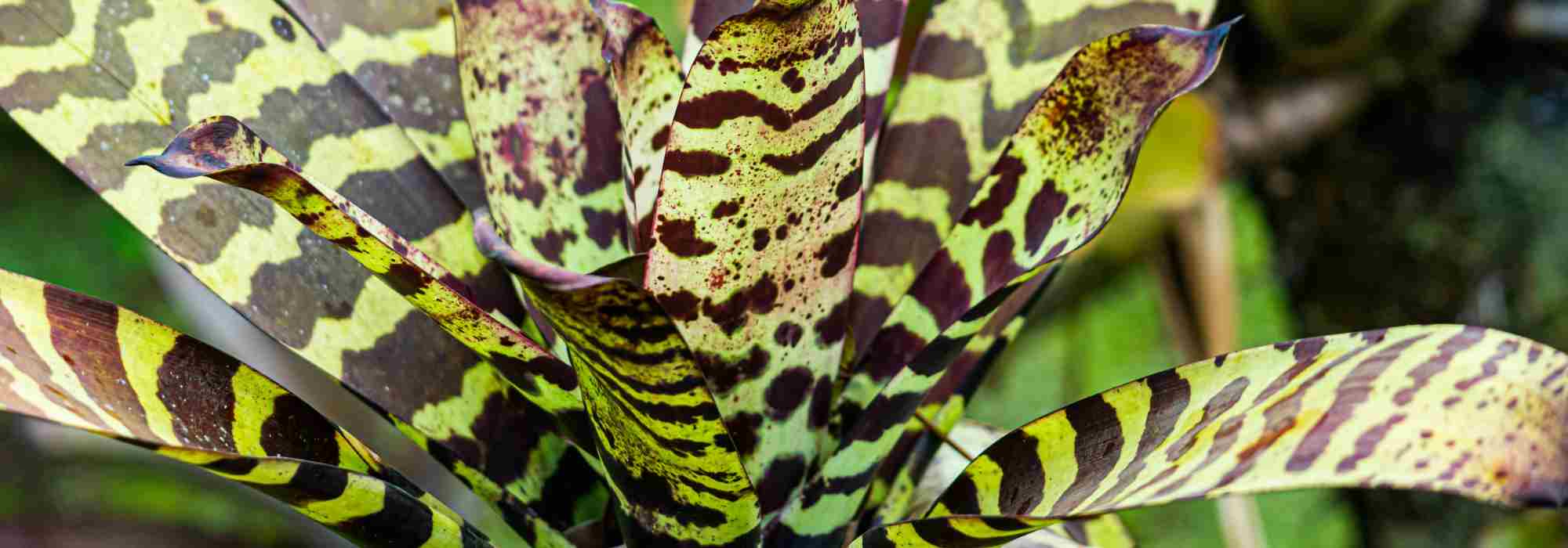 Vriesea: el cuidado a lo largo de las estaciones