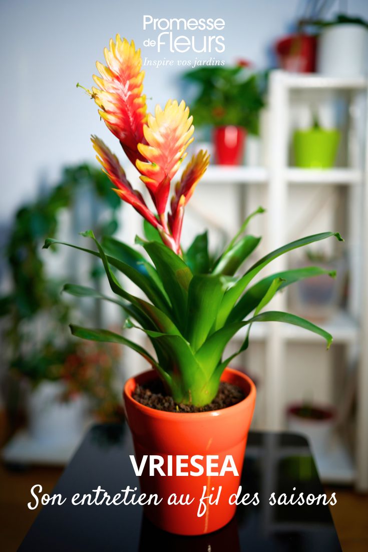 Cuidados de la vriesea