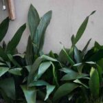 ¿Cómo multiplicar la *planta de hierro*?