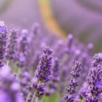 Lavanda y salud: cultivarla para disfrutar de sus beneficios