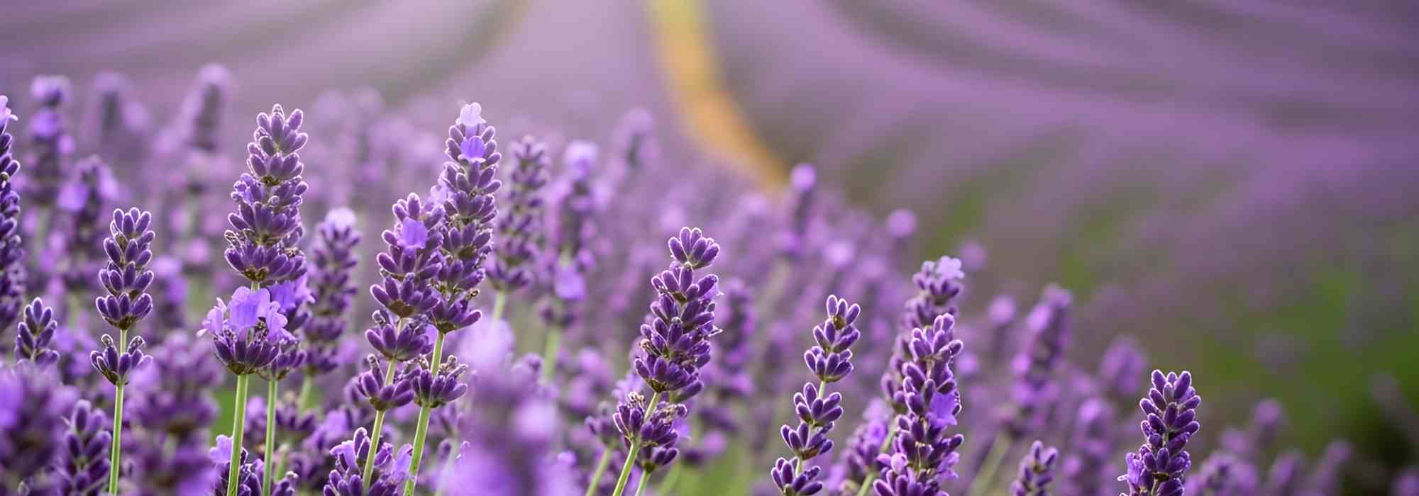 Lavanda y salud: cultivarla para disfrutar de sus beneficios