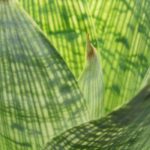 Las enfermedades y los parásitos del Vriesea