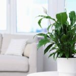 Spathiphyllum: su cuidado a lo largo de las estaciones