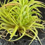 Tillandsia: enfermedades y parásitos más comunes