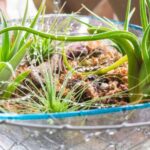 Tillandsia: cómo cuidarla a lo largo de las estaciones?