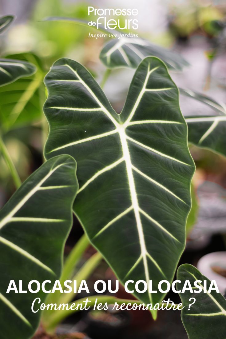 Alocasia Micholitziana Frydek
