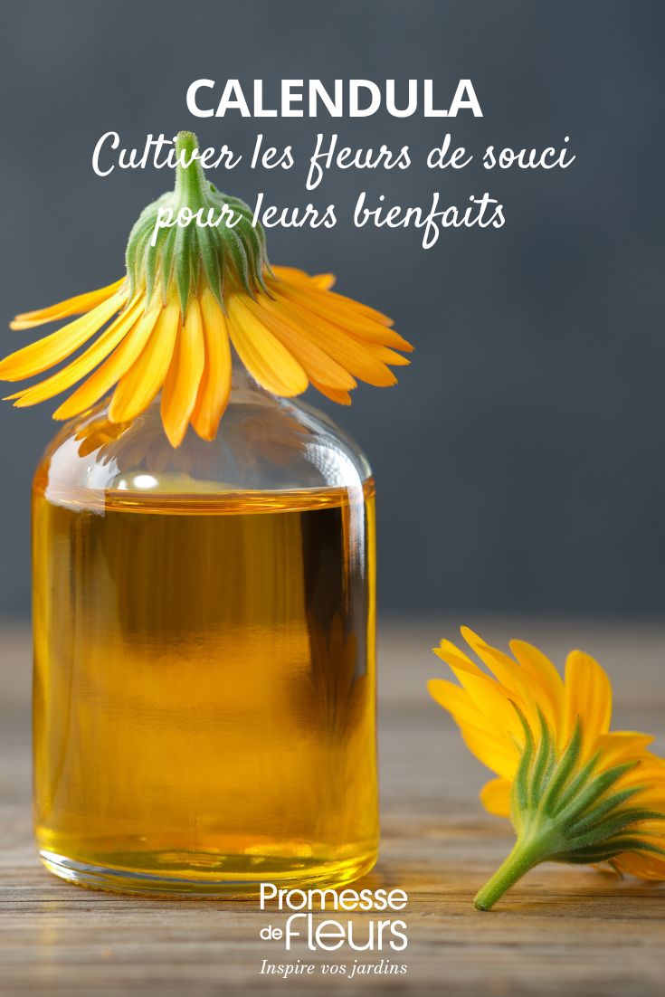 aceite de caléndula