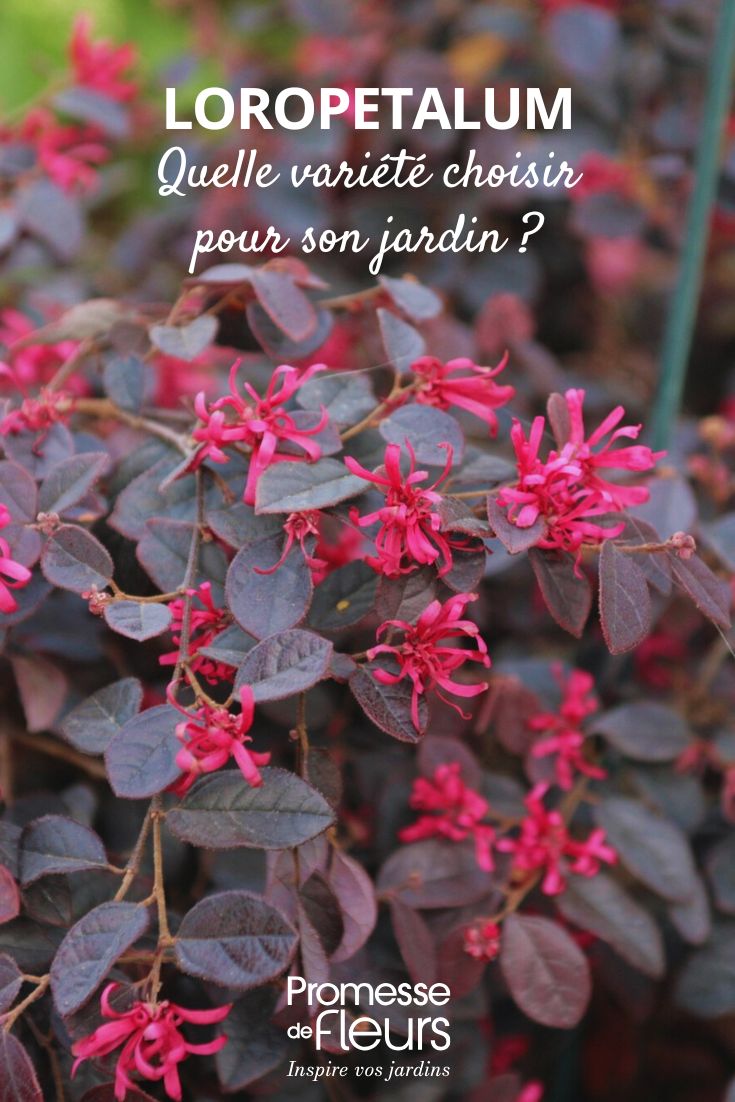 follaje y flor de Loropetalum