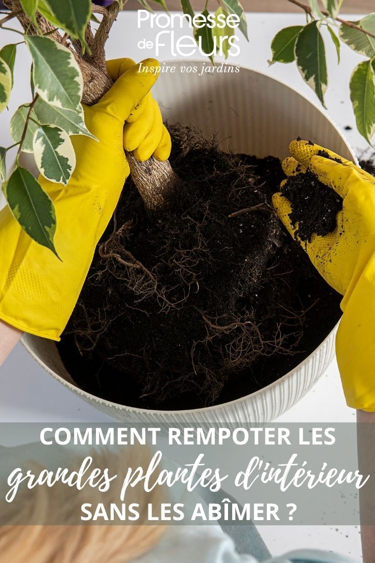 trasplante de un ficus