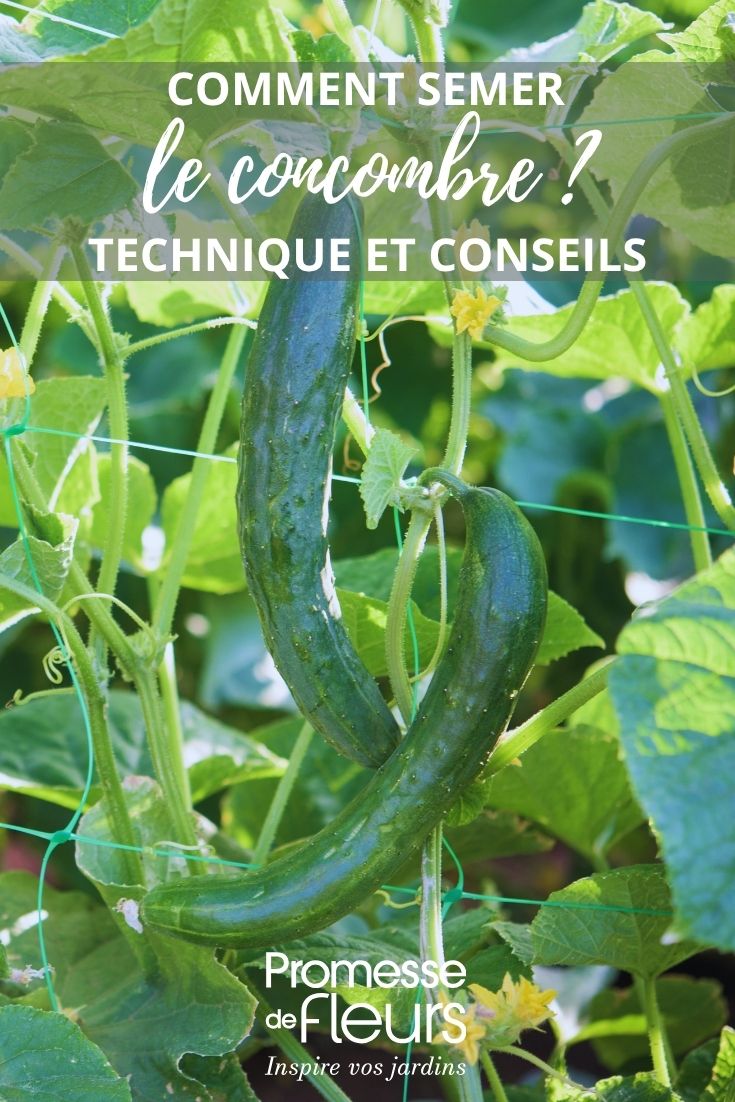 plants de Pepino