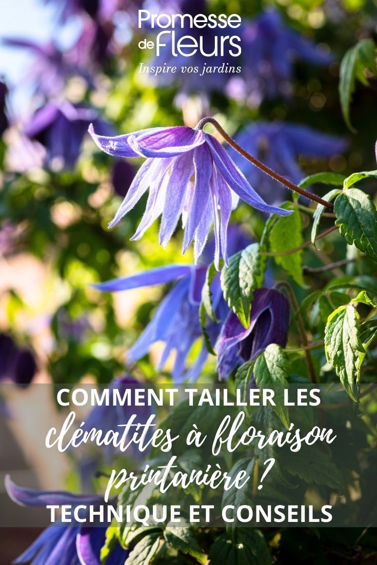 Clemátide macropetala