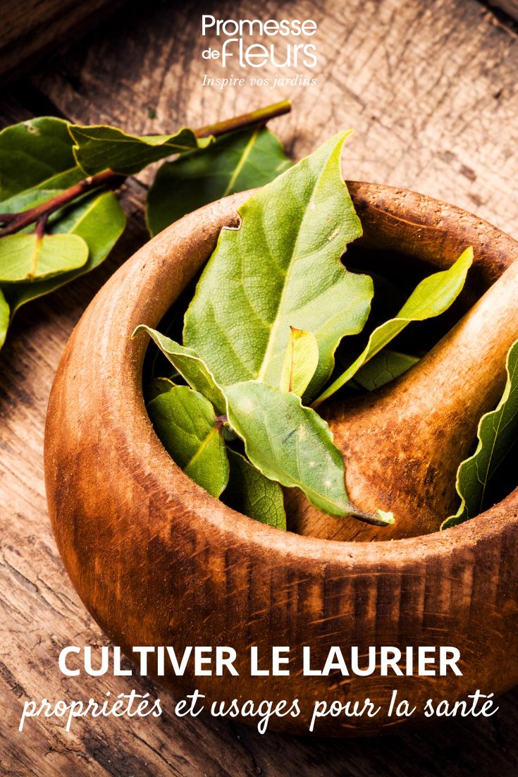 hojas de laurel para cocinar