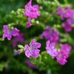 Cuphea: plantación, cuidados y cultivo en maceta o en el jardín