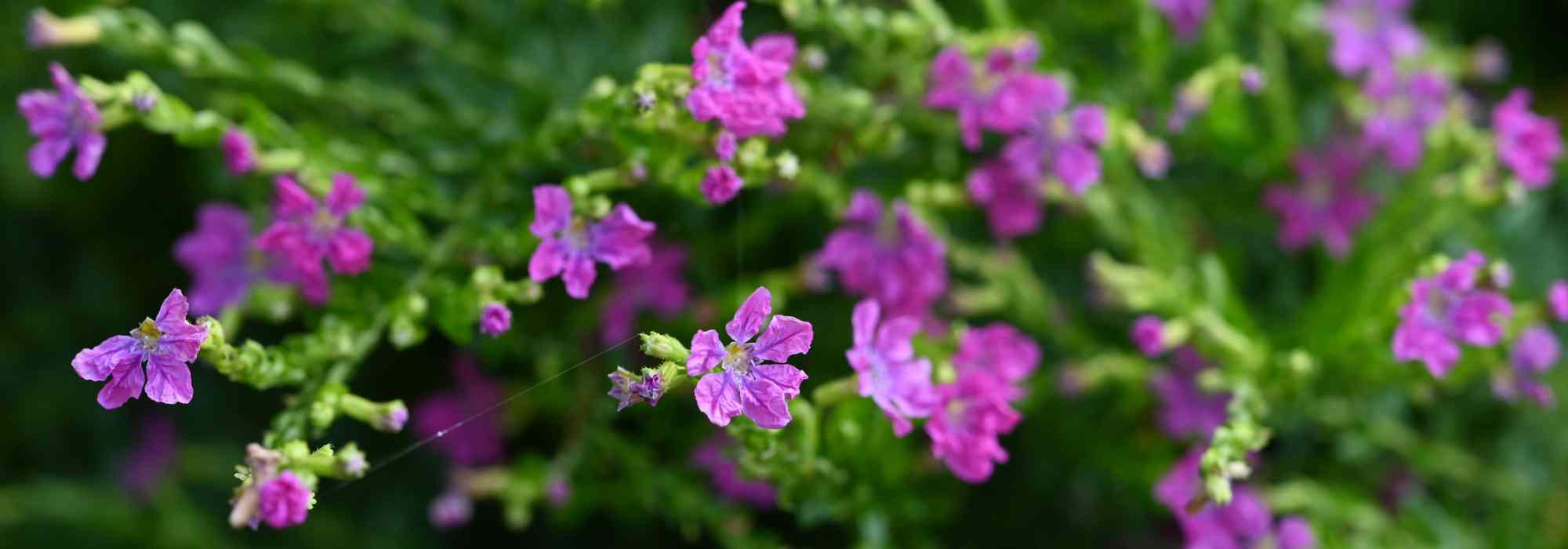 Cuphea: plantación, cuidados y cultivo en maceta o en el jardín
