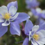 ¿Cómo dividir las ancolias?