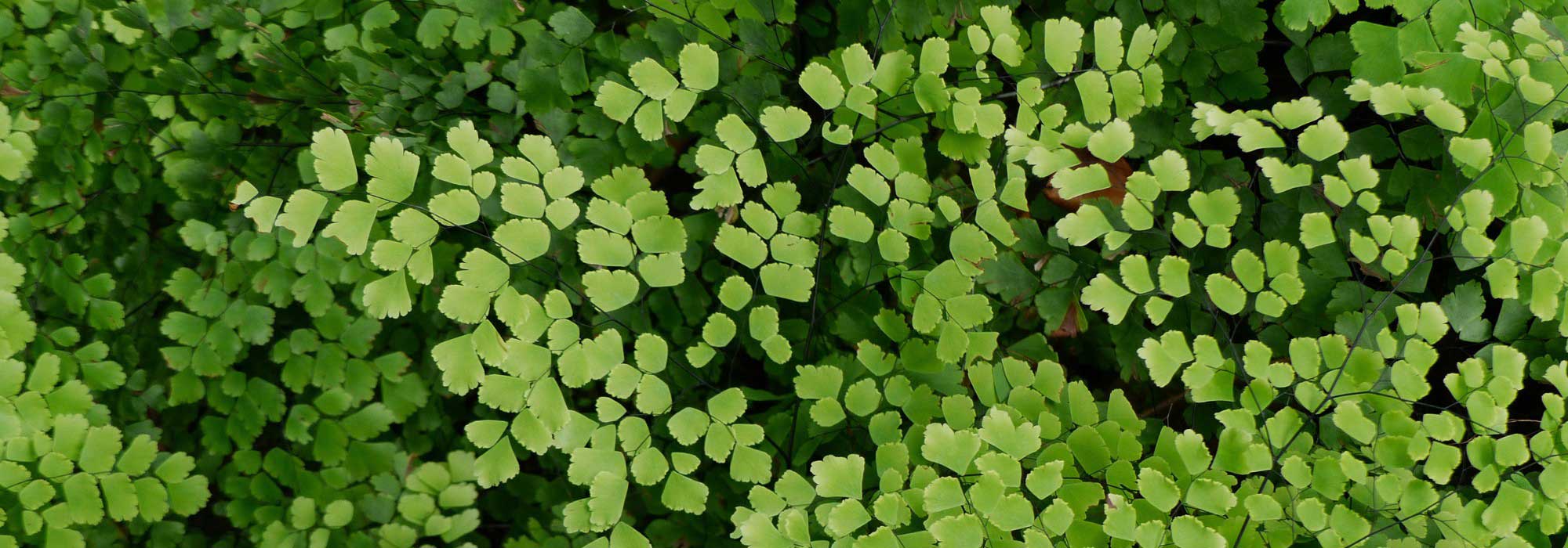 Las enfermedades y parásitos de los helechos de interior