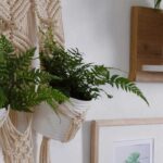 Los helechos de interior: plantas elegantes para realzar tu decoración
