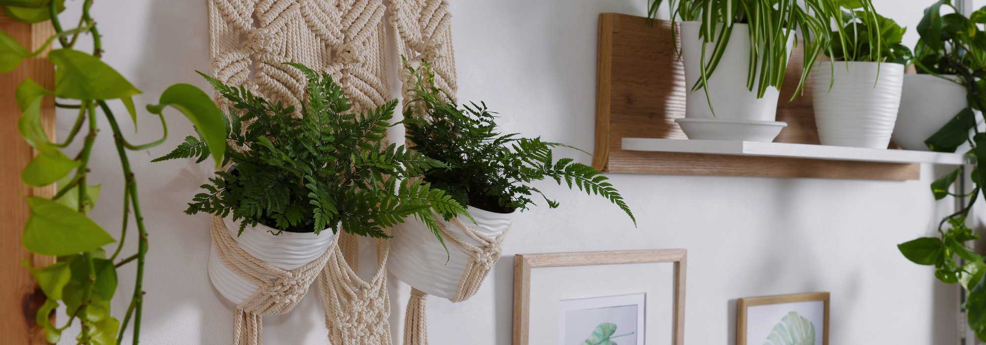 Los helechos de interior: plantas elegantes para realzar tu decoración