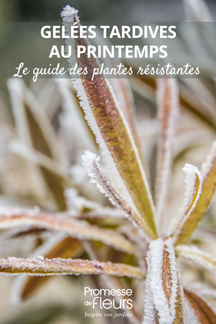 escarcha sobre una planta