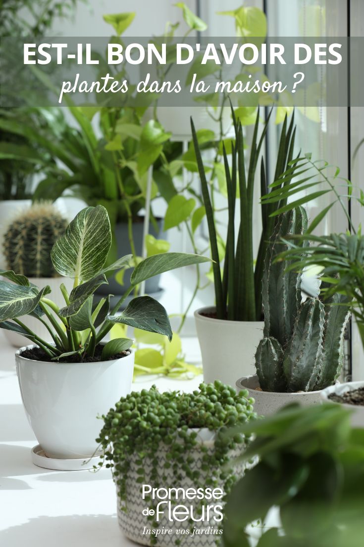 PLANTAS DE INTERIOR
