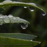 Primavera muy húmeda: ¿cómo lograr sus Plantación?