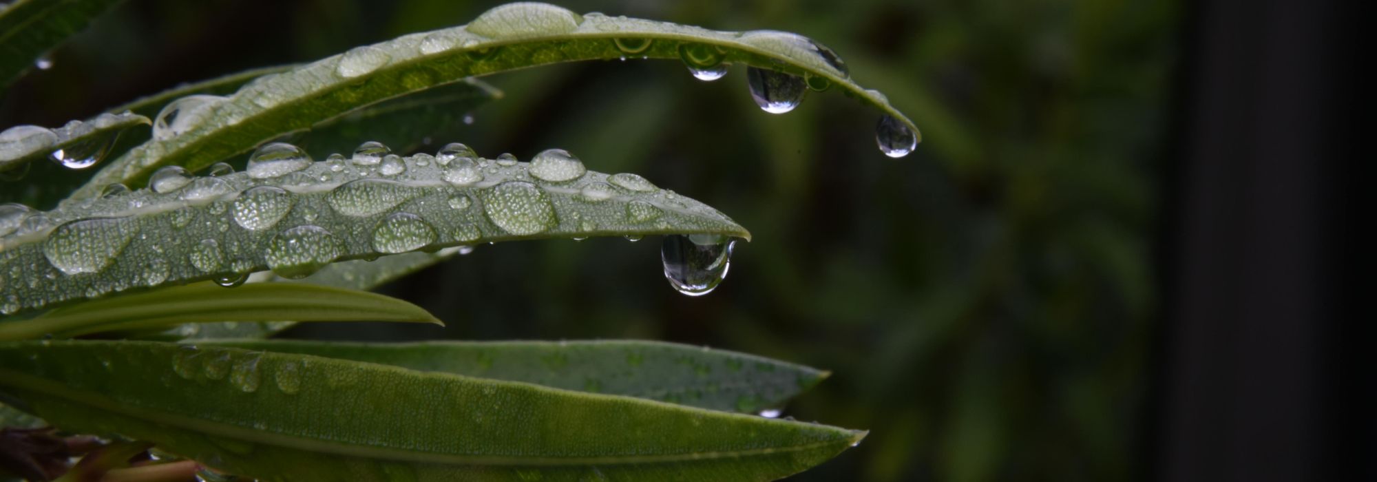 Primavera muy húmeda: ¿cómo lograr sus Plantación?