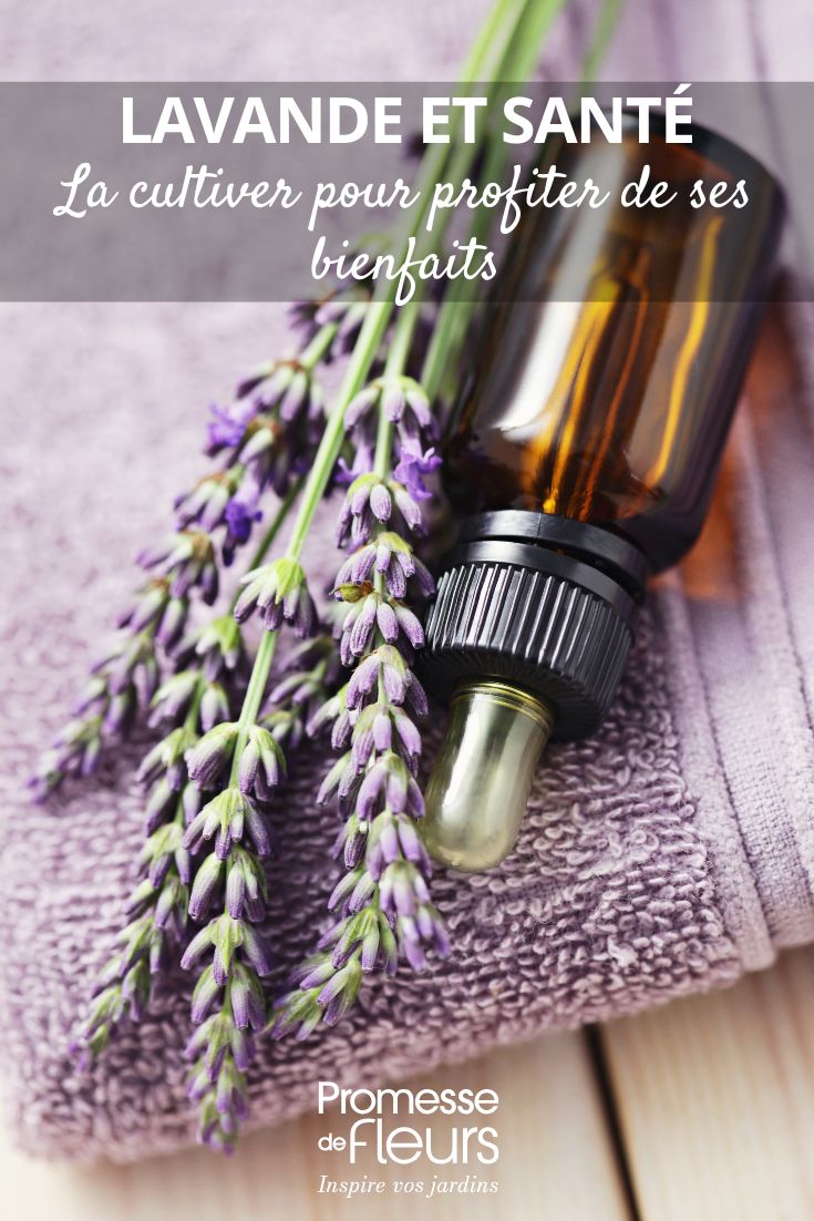 Lavanda: beneficios y cultivo