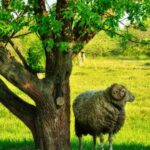 Criar un oveja en el jardín: ¿qué dice la ley?