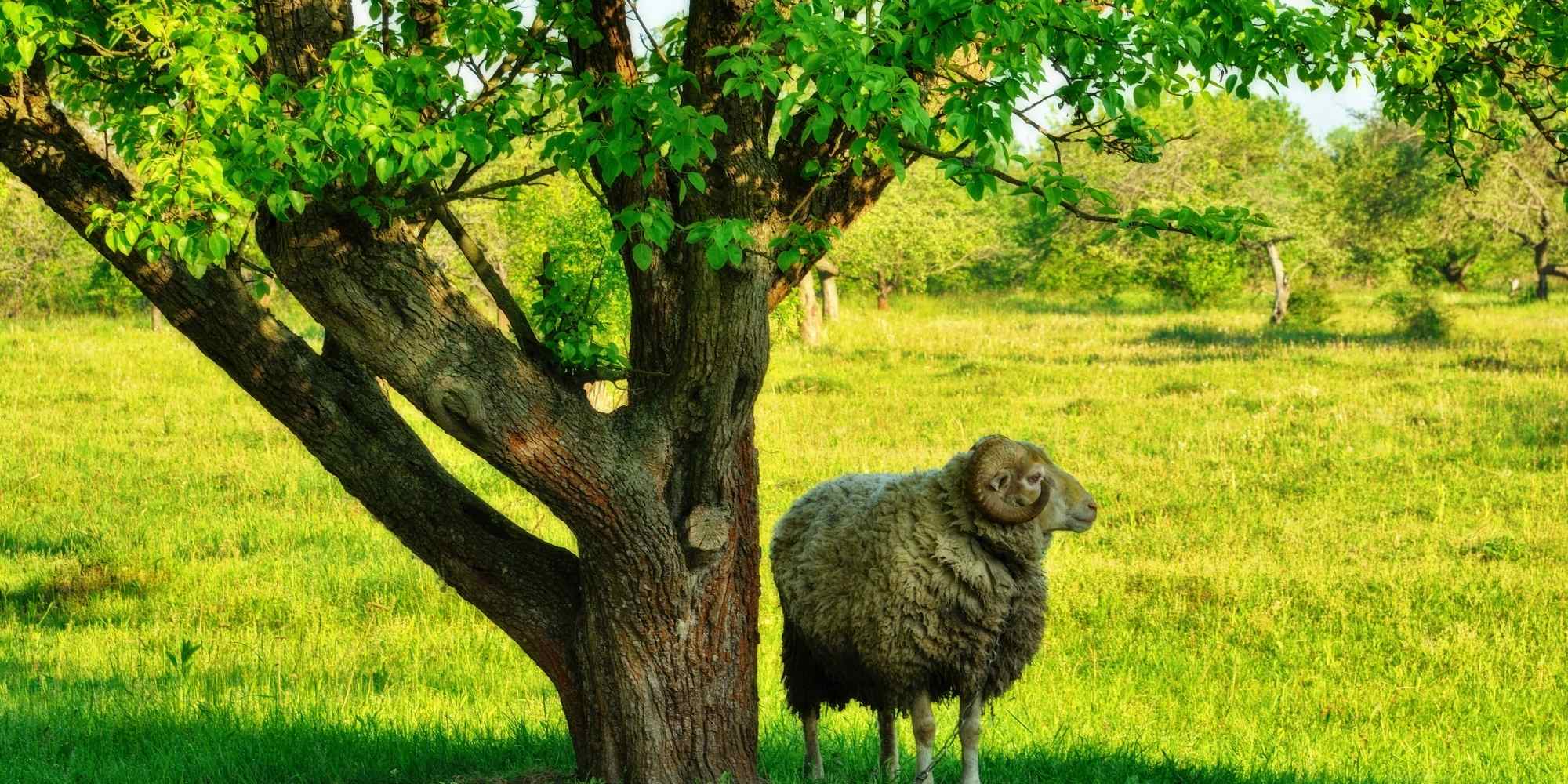 Criar un oveja en el jardín: ¿qué dice la ley?