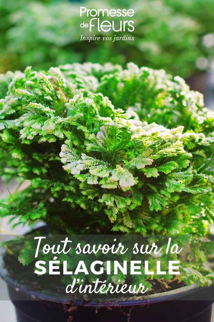 frondoso de la Selaginella