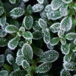 Heladas tardías en primavera: la guía de las plantas resistentes