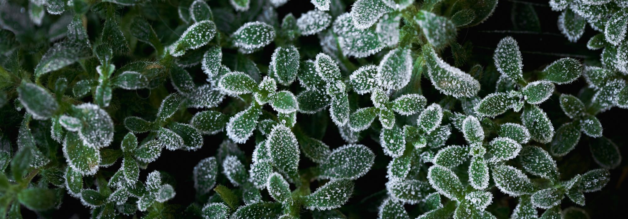 Heladas tardías en primavera: la guía de las plantas resistentes