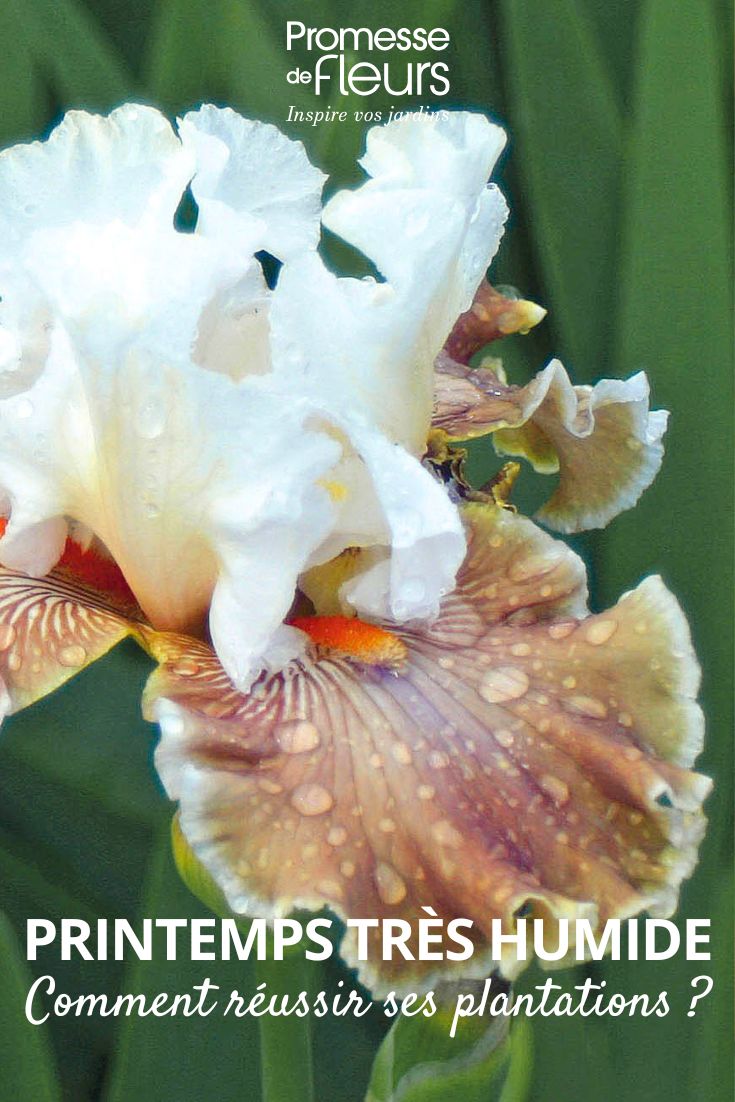 Lluvia sobre una flor de iris