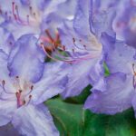 ¡Descubre los rododendros raros y poco conocidos!