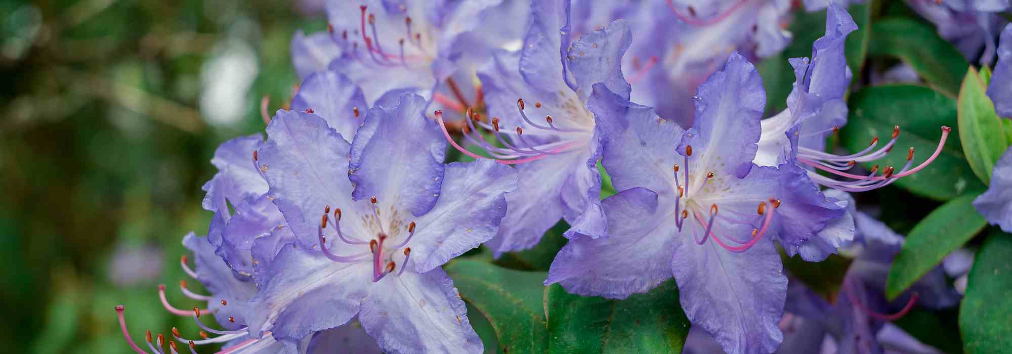 ¡Descubre los rododendros raros y poco conocidos!