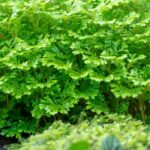 Selaginela de interior: cultivar y cuidar