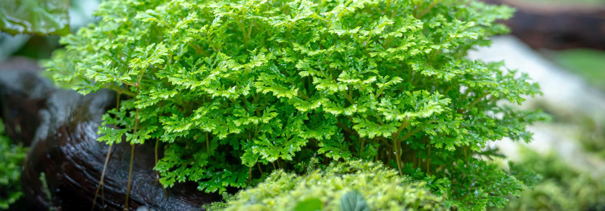 Selaginela de interior: cultivar y cuidar