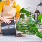 ¿Cómo trasplantar las grandes plantas de interior sin dañarlas?