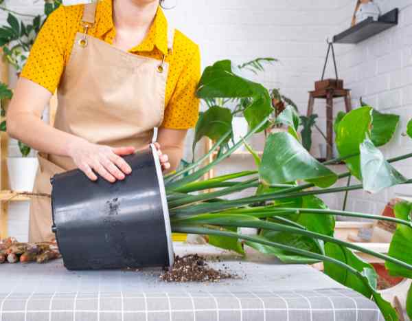 ¿Cómo trasplantar las grandes plantas de interior sin dañarlas?