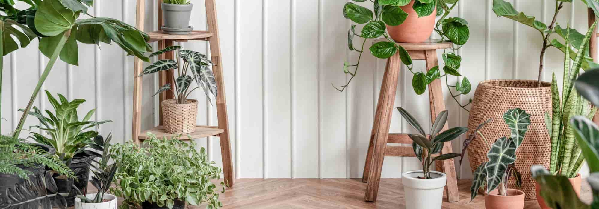 ¿Es bueno tener plantas en casa?