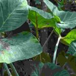 Alocasia o Colocasia: ¿cómo reconocerlas?