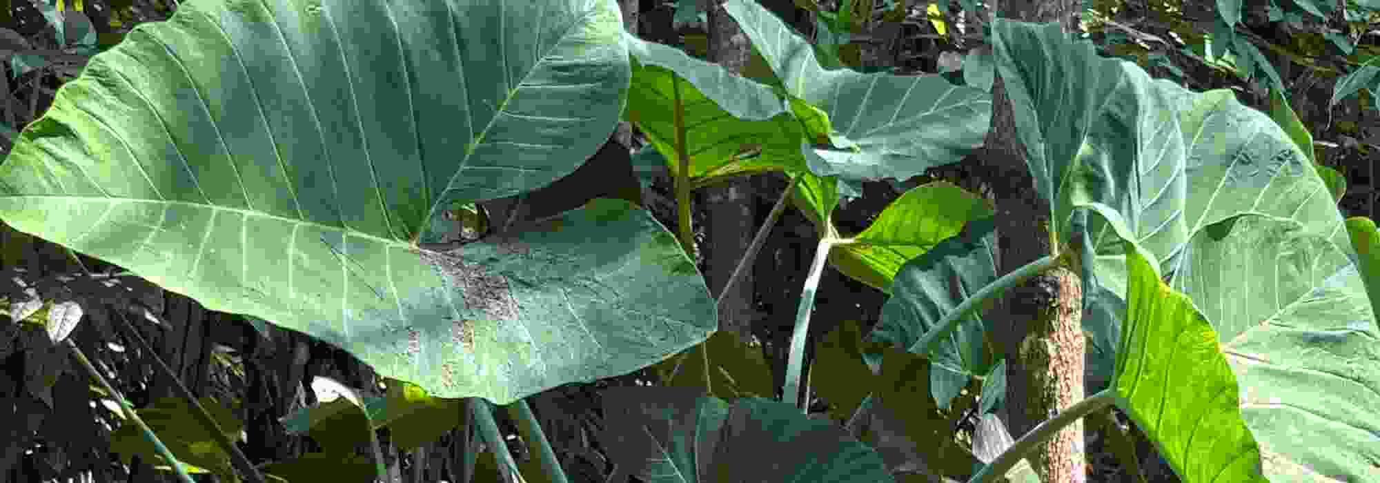 Alocasia o Colocasia: ¿cómo reconocerlas?