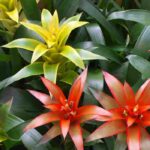 Guzmania: el cuidado a lo largo de las estaciones